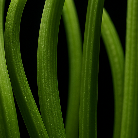 سيقان خضراء perfume ingredient