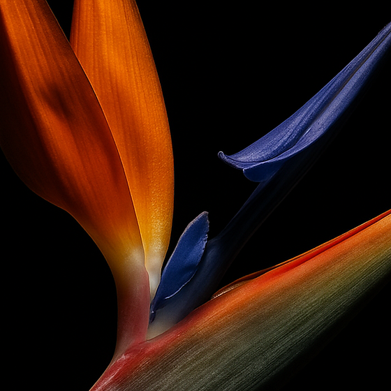 Strelitzia perfume ingredient