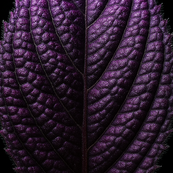 Strobilanthes Callosa perfume ingredient