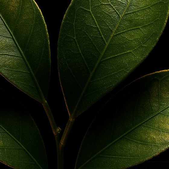 Daun Jeruk Mandarin perfume ingredient