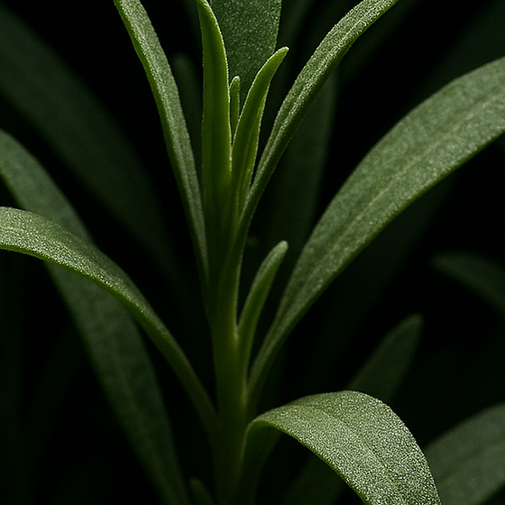 Estragon perfume ingredient