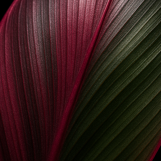 ティーリーフ（コルディリネ） perfume ingredient