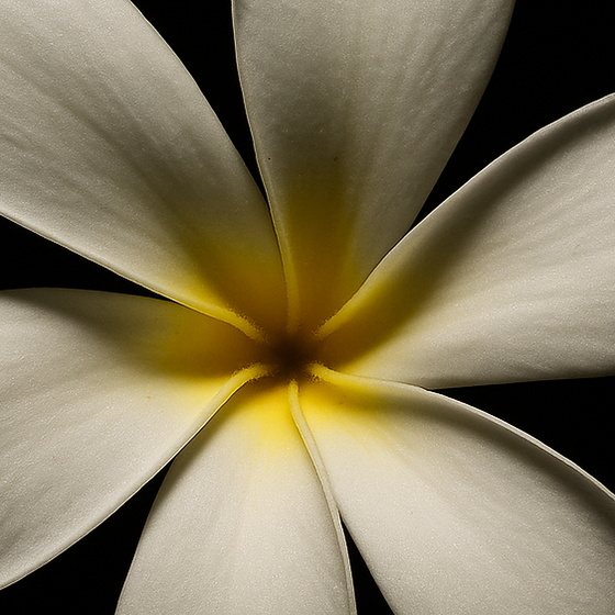 Tiare Flower in Perfumery | Premire Peau
