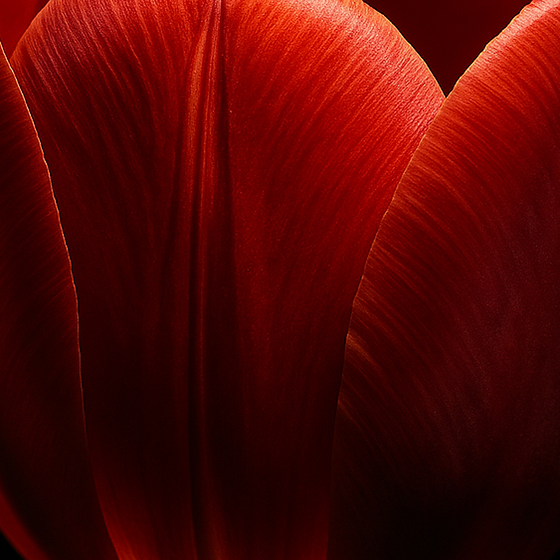 Tulipano perfume ingredient