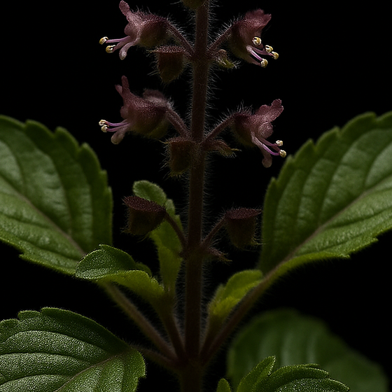 Tulsi perfume ingredient