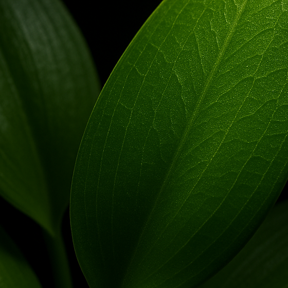 香草叶 perfume ingredient