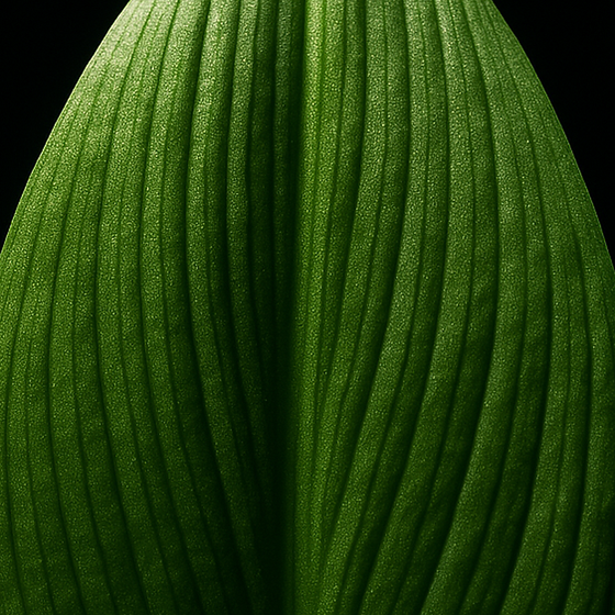 Bärlauchblatt perfume ingredient