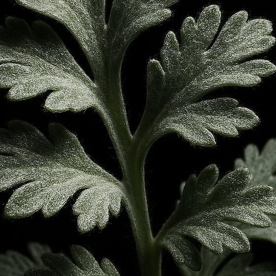 الشيح perfume ingredient